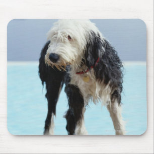 Mousepad Cão molhado por uma piscina