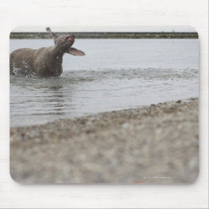Mousepad Cão no lago que agita fora da água