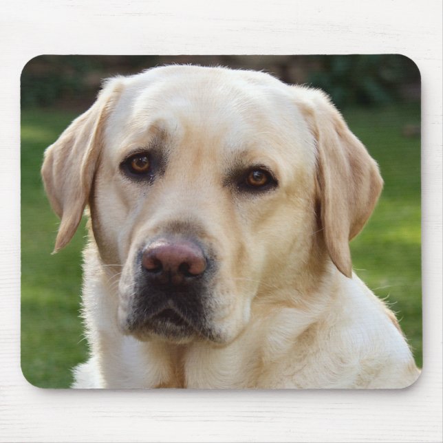 Mousepad Cão-Paposa Amarelo Labrador Retriever - Laboratóri (Frente)