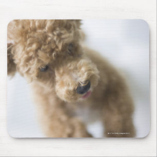 Mousepad Cão que está no assoalho