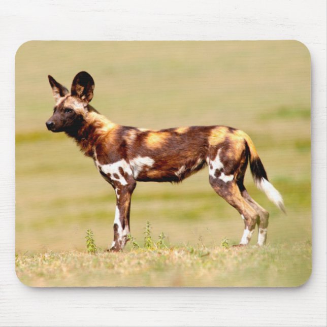 Mousepad Cão selvagem africano (Lycaon Pictus) em pé (Frente)