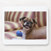 Cão super bonito com sua bola favorita