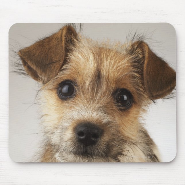 Mousepad Cãozinho (Canis familiaris) (Frente)