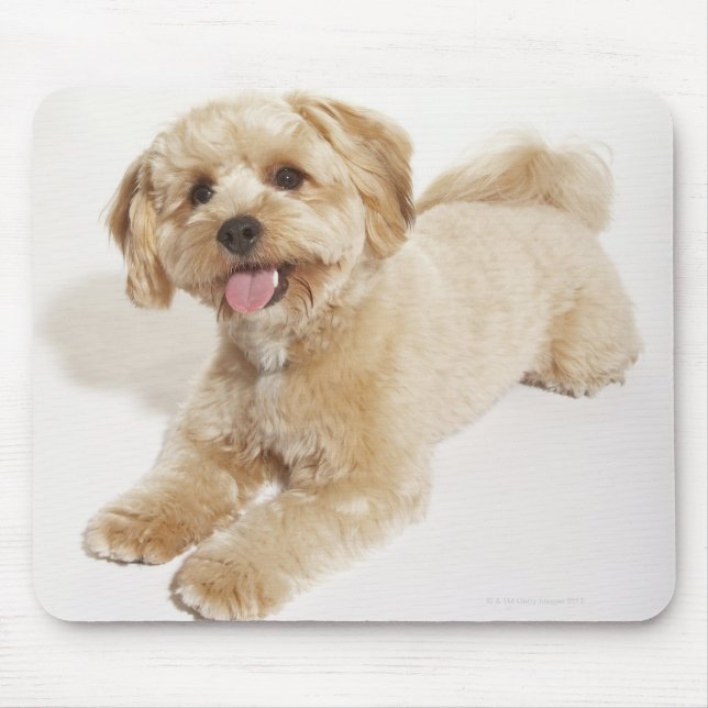 Mousepad Cãozinho (Canis familiaris) 2 (Frente)