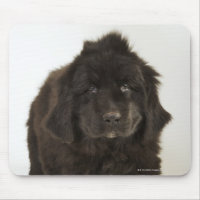 Cãozinho de Terra Nova, tiro de estúdio