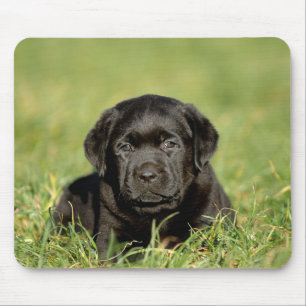 Mousepad Cãozinho labrador preto