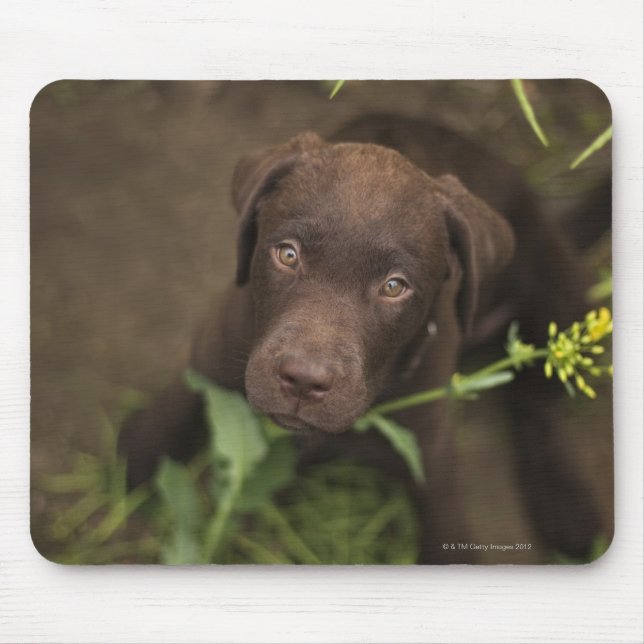 Mousepad Cãozinho Labrador sentado na grama (Frente)