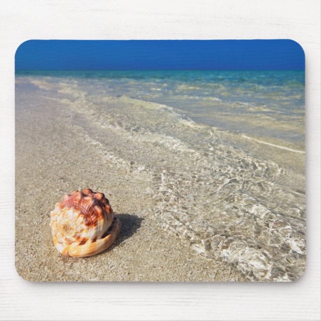 Mousepad Capacete Shell em Lagoon| tropical Cassis Rufa (Frente)
