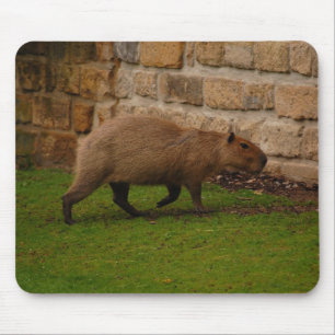 Mousepad capivara