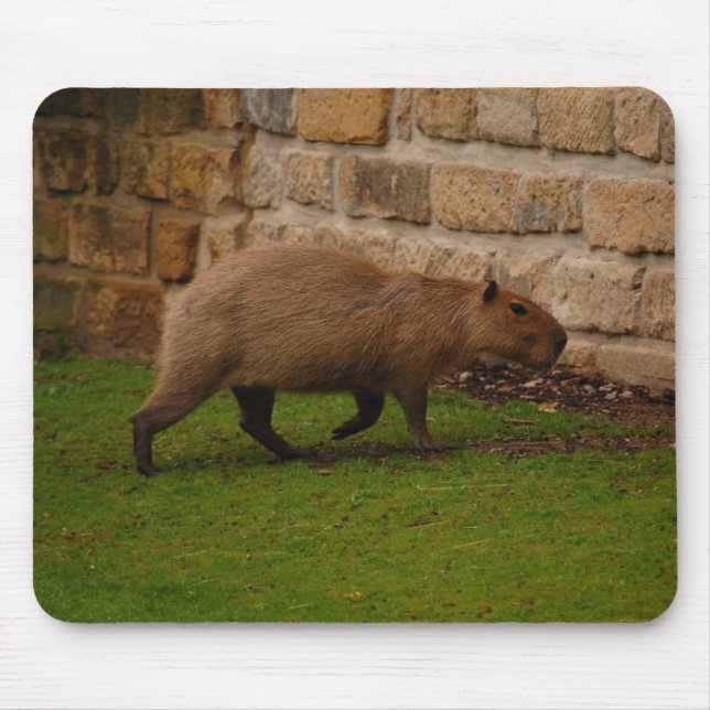 Mousepad capivara (Frente)