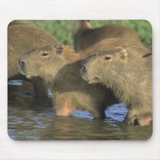 Mousepad Capivara, Hydrochaeris hydrochaeris), mundo's (Frente)