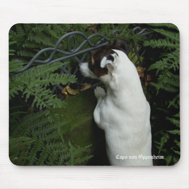 Mousepad Capo von Oppenheim Jack Russell Terrier, Cão (Frente)
