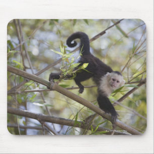 Mousepad Capuchin Branco-Enfrentado, Guanacaste, Costa Rica