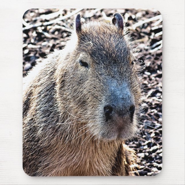 MOUSEPAD CAPYBARA SELVAGEM ANIMAL (Frente)