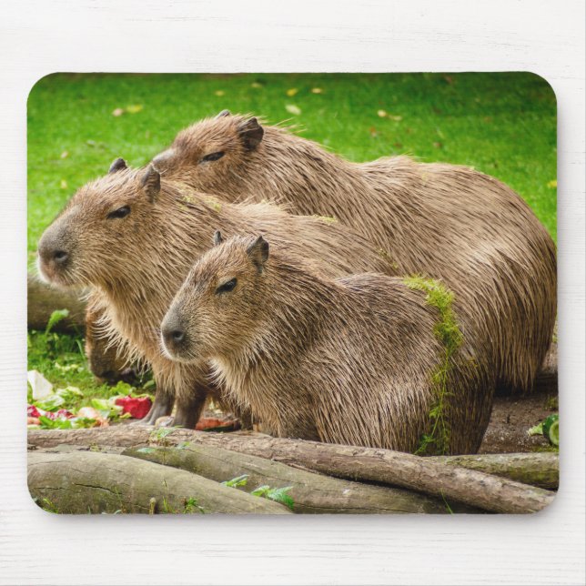 Mousepad Capybara Trio (Frente)