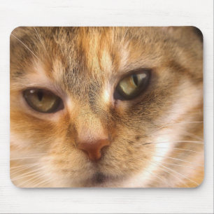Mousepad cara bonito 3 do gato