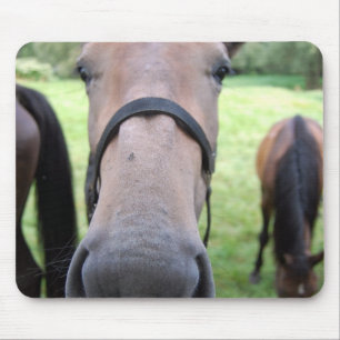Mousepad Cara de cavalo