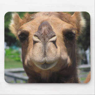 Mousepad Cara do camelo