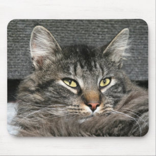 Mousepad Cara do gato de racum de Maine