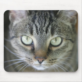 Mousepad cara do gato de tigre