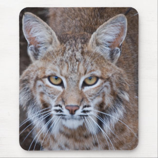 Mousepad Cara do lince
