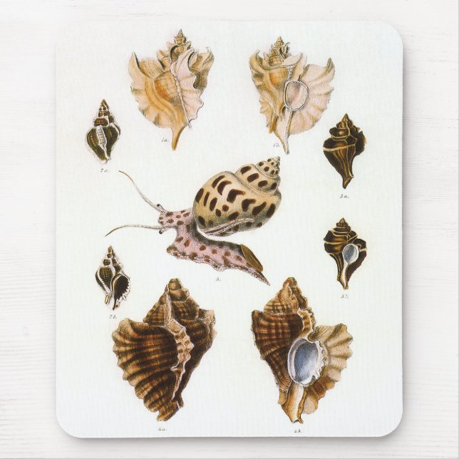 Mousepad Caracóis e Moluscos Antigos, Organismos da Vida Ma (Frente)