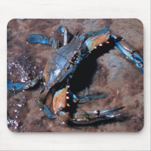 Mousepad Caranguejo azul de Maryland