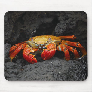 Mousepad Caranguejo colorido