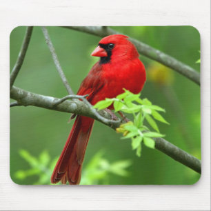 Mousepad Cardeais do norte