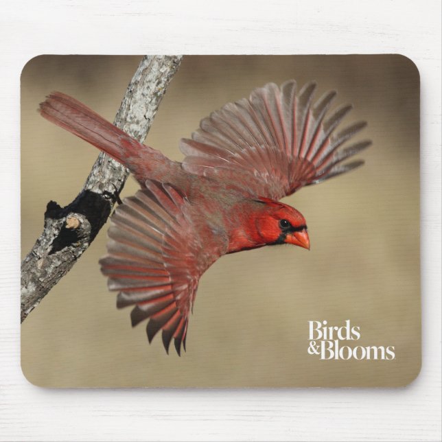 Mousepad Cardeal do norte em vôo (Frente)