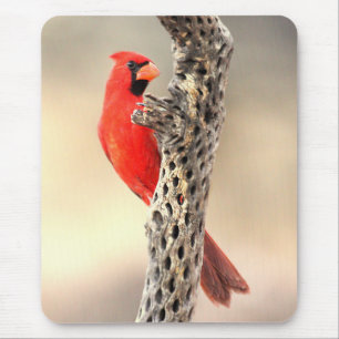 Mousepad Cardeal em uma Cholla