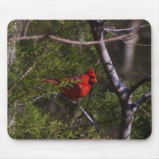Mousepad Cardeal na árvore (Frente)