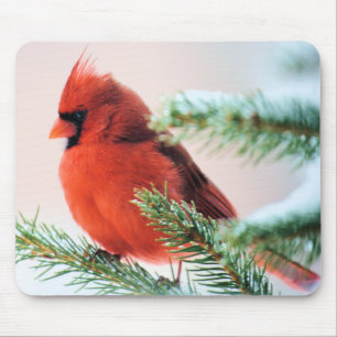 Mousepad Cardeal no abeto espanado neve