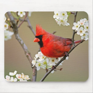 Mousepad Cardeal vermelho