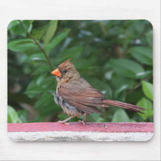 Mousepad Cardinal