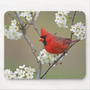 Mousepad Cardinal-do-norte