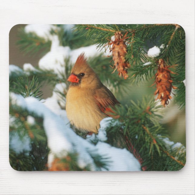 Mousepad Cardinal-do-norte em árvore, Illinois (Frente)