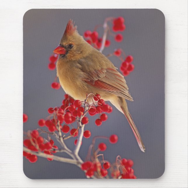 Mousepad Cardinal-do-norte fêmea entre espinheiro (Frente)