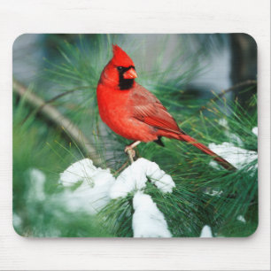 Mousepad Cardinal-do-norte macho na árvore, IL