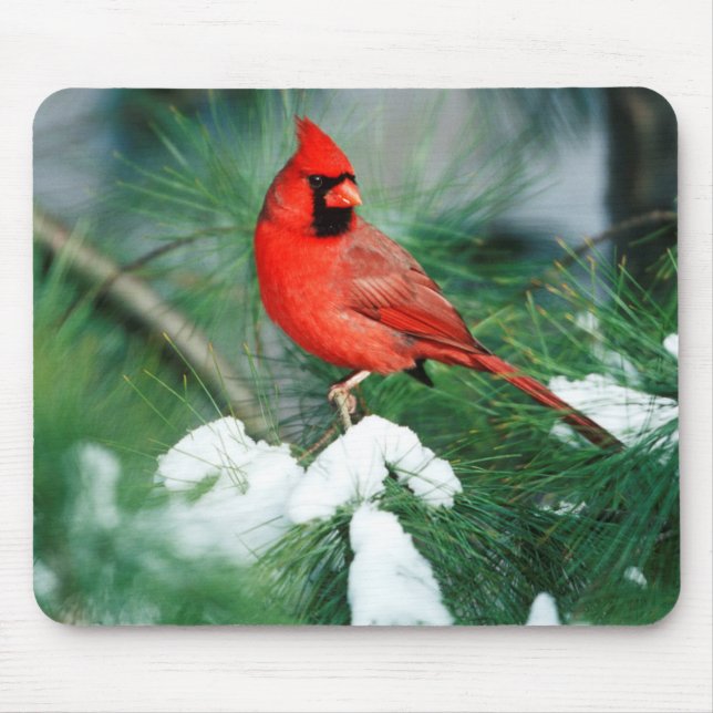 Mousepad Cardinal-do-norte macho na árvore, IL (Frente)