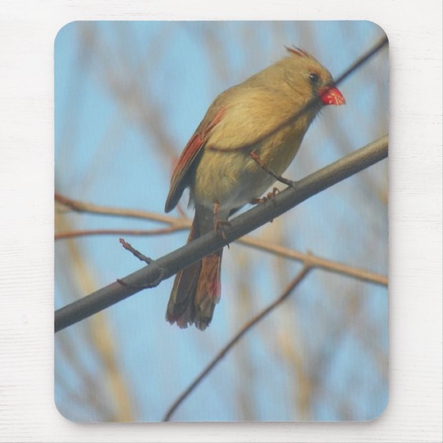 Mousepad Cardinal feminino/Pássaro (Frente)