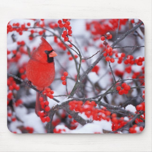 Mousepad Cardinal-vermelho macho, Inverno, IL (Frente)