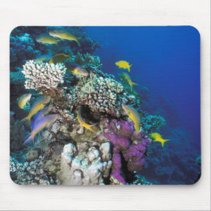 Mousepad Cardumes de Salmonete em torno de Pequeno Coral