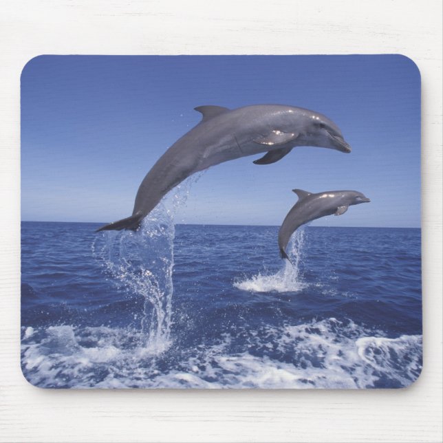 Mousepad Caribe, golfinhos de gargalo (Frente)