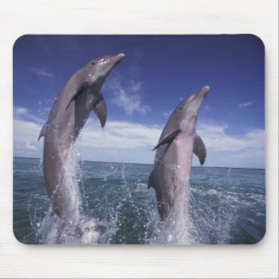 Mousepad Caribe, golfinhos-de-garganta