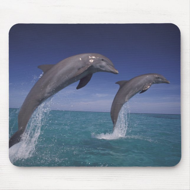 Mousepad Caribe, golfinhos-de-garganta (Frente)