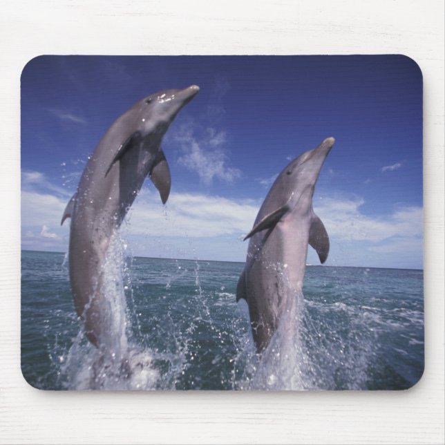 Mousepad Caribenho, golfinhos-nariz-de-garrafa Tursiops (Frente)