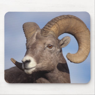 Mousepad carneiro bighorn, carneiro das montanhas, Ovis can