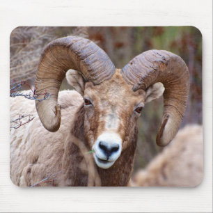 Mousepad Carneiro Bighorn das Montanhas Rochosas