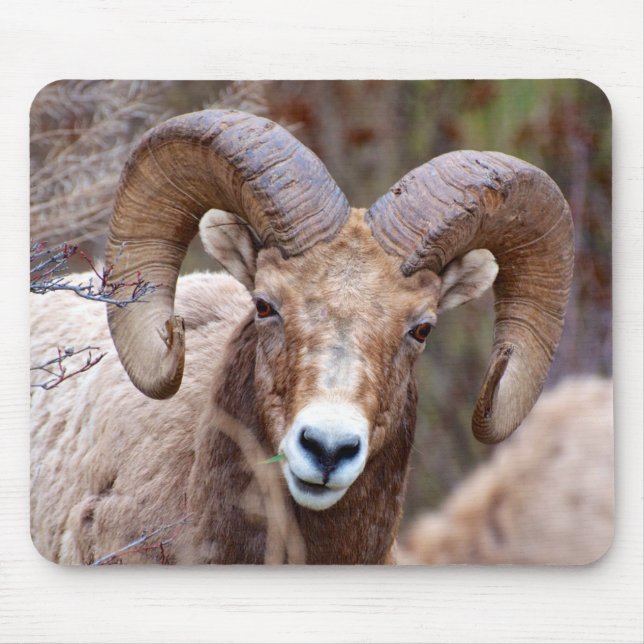 Mousepad Carneiro Bighorn das Montanhas Rochosas (Frente)